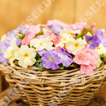 Picture of Petunia - Limbo Pastel Mix F1
